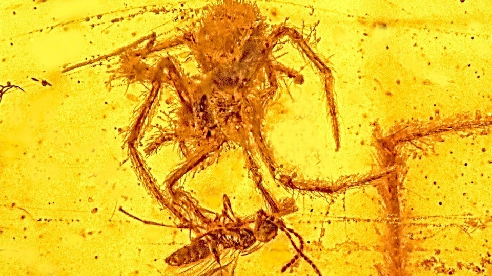 Bizarre and Unusual Amber Fossils