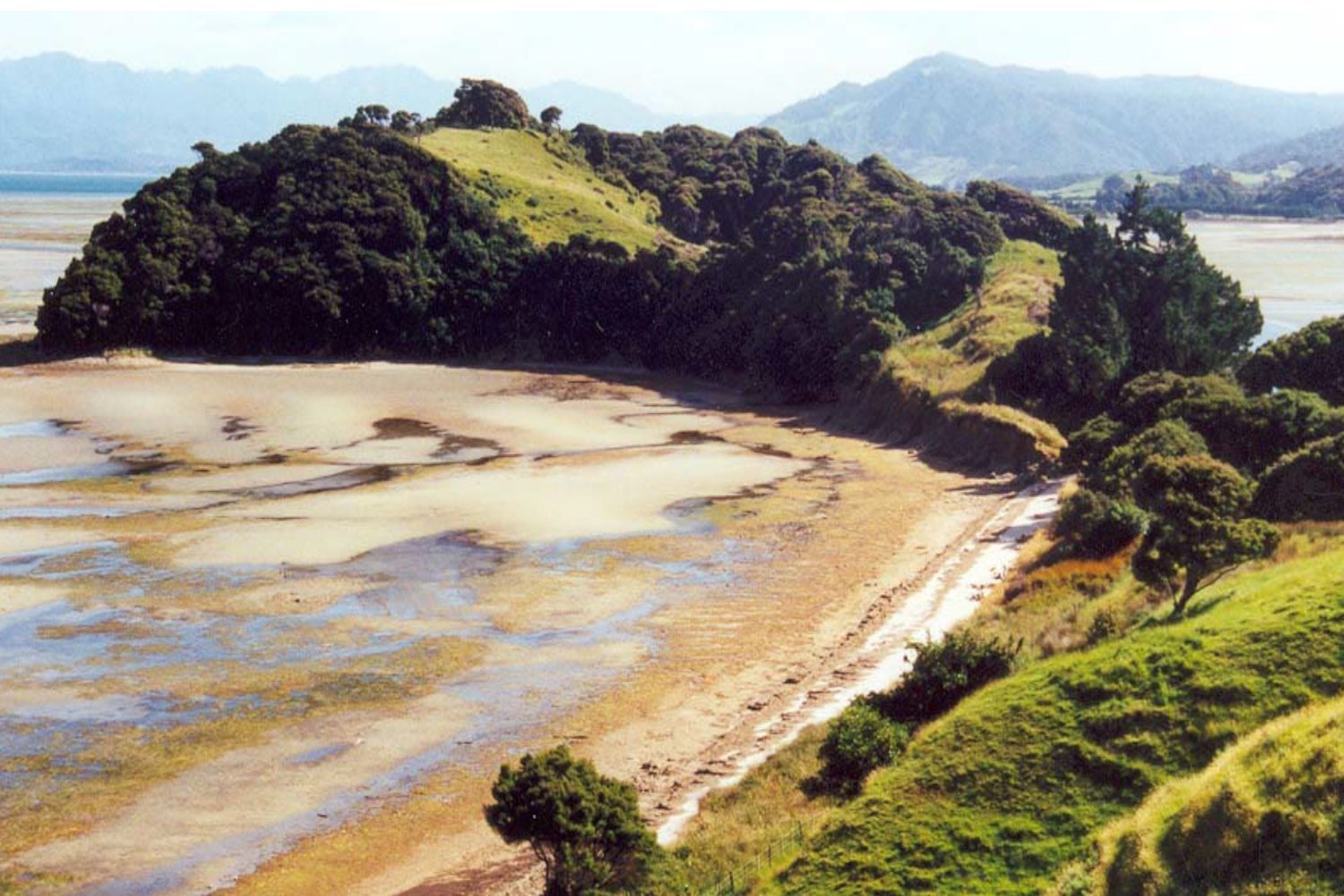 The Sweet Potato: A Polynesian Colonization Catalyst?