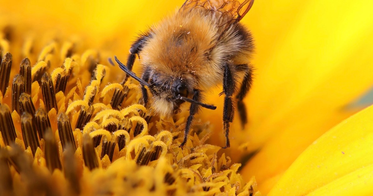 Bumblebees Halt Meta's Nuclear-Powered AI Data Center