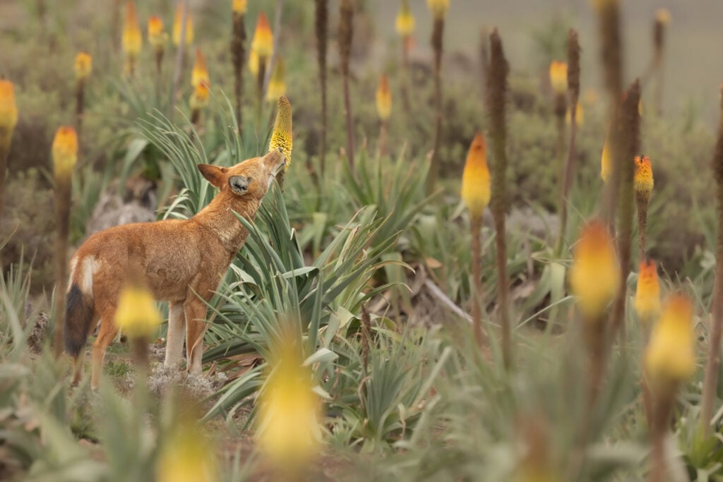 Ethiopian Wolves Lick Nectar