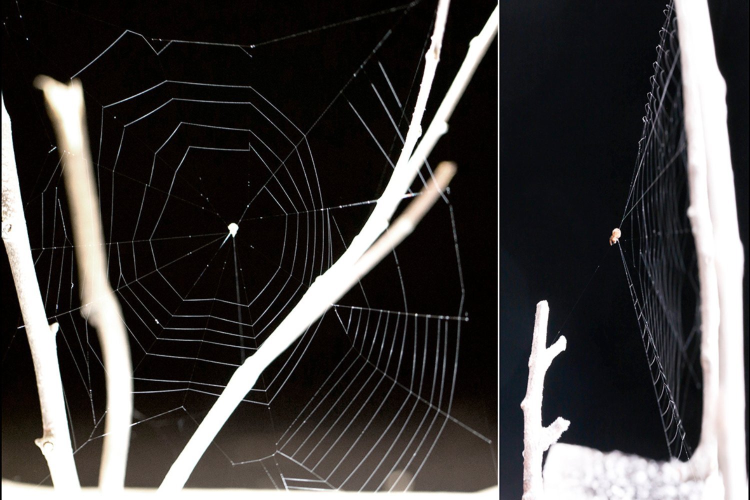 Slingshot Spiders Hunt Using Sound, Not Sight