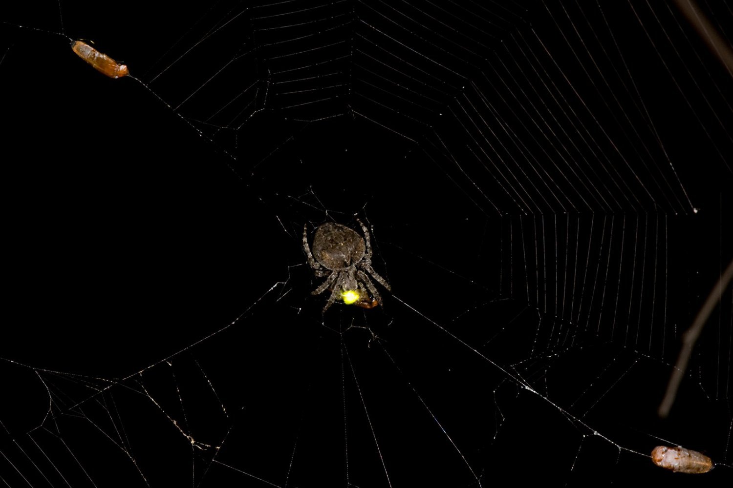 Spiders Trick Male Fireflies With Fatal Romantic Beacons