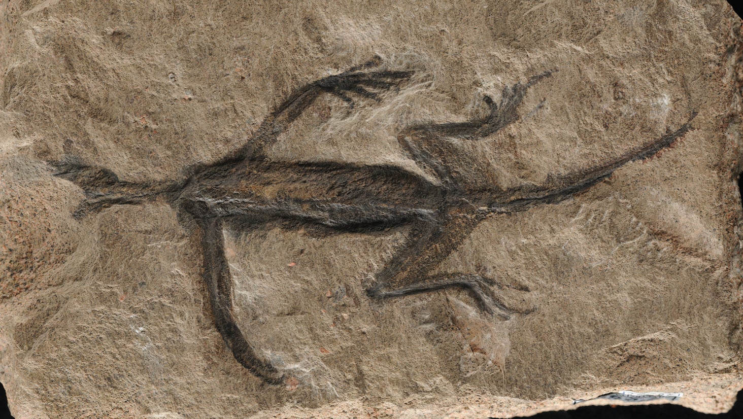 Debunked: "Remarkably Preserved" 280-Million-Year-Old Reptile Fossil Revealed as a Partial Forgery