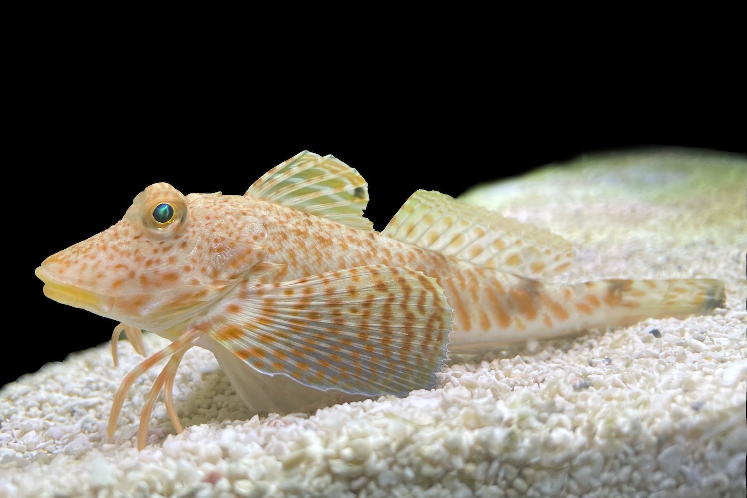 Sea Robins: The Fish That Taste With Their Legs