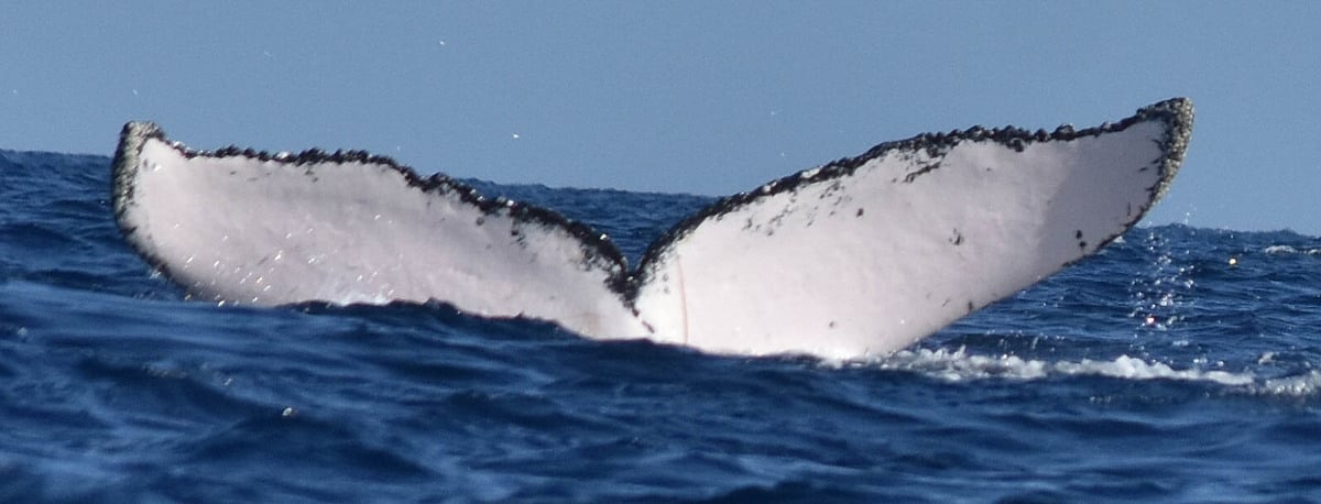 Humpback Fluke 2013