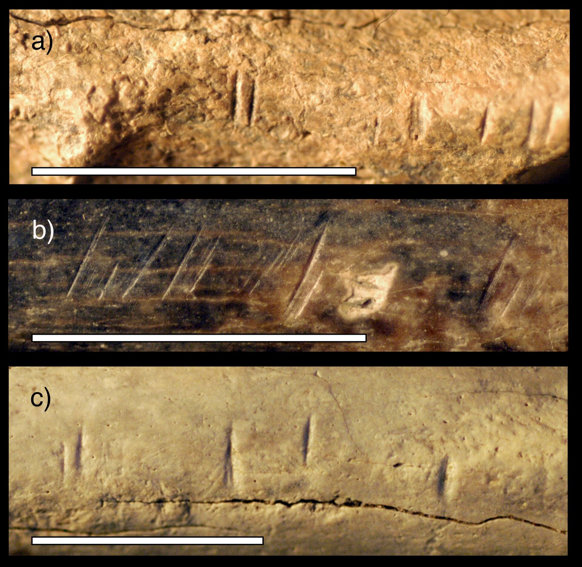 Similar cut marks on (top to bottom) an antelope mandible, an antelope radius, and a mammal scapula.