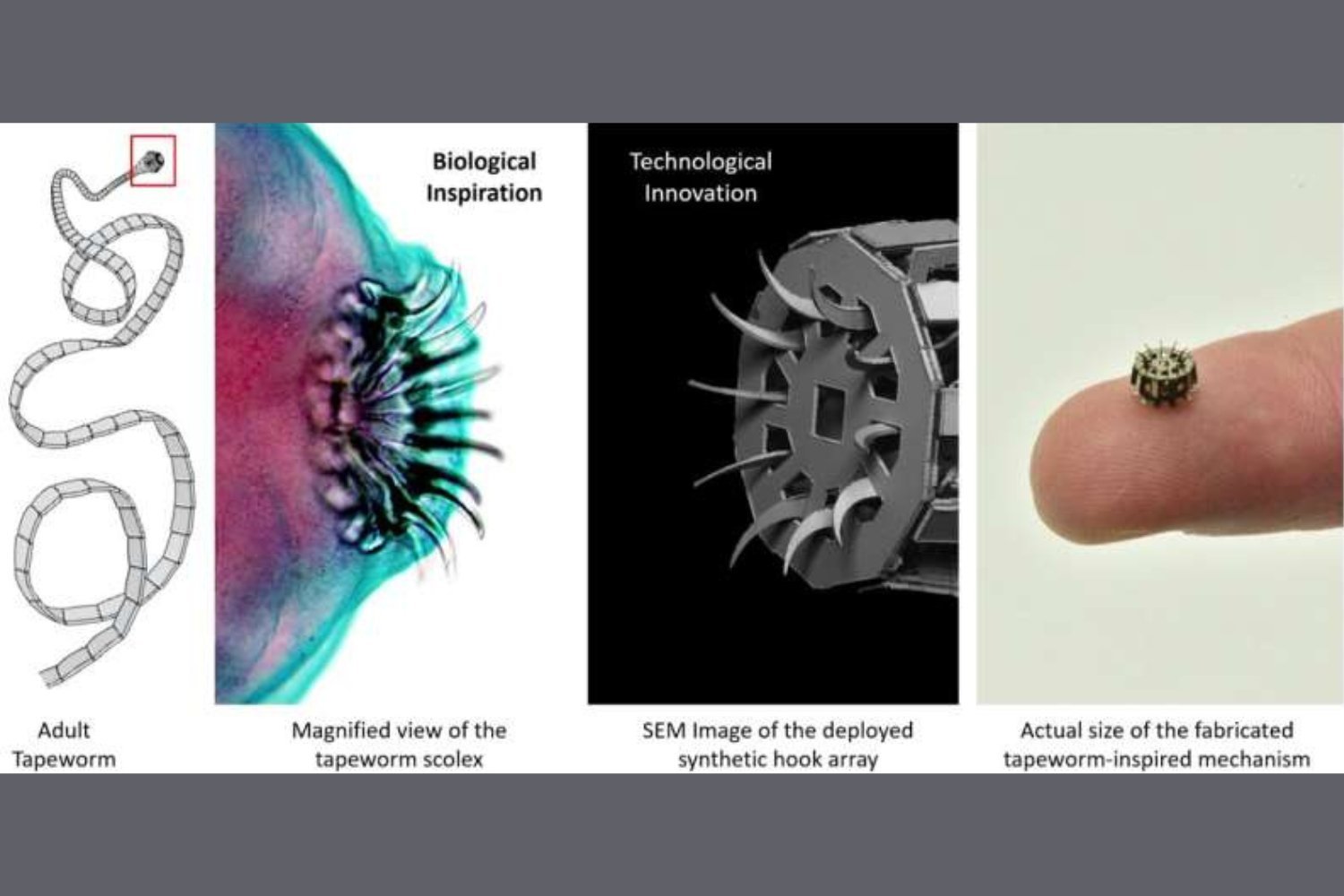 Robotic Tapeworm Head: A New Medical Innovation