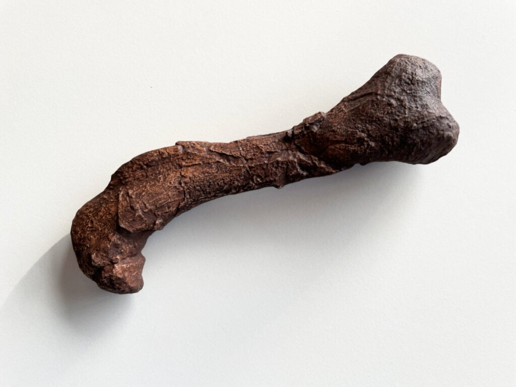 A gorgonopsian femur.