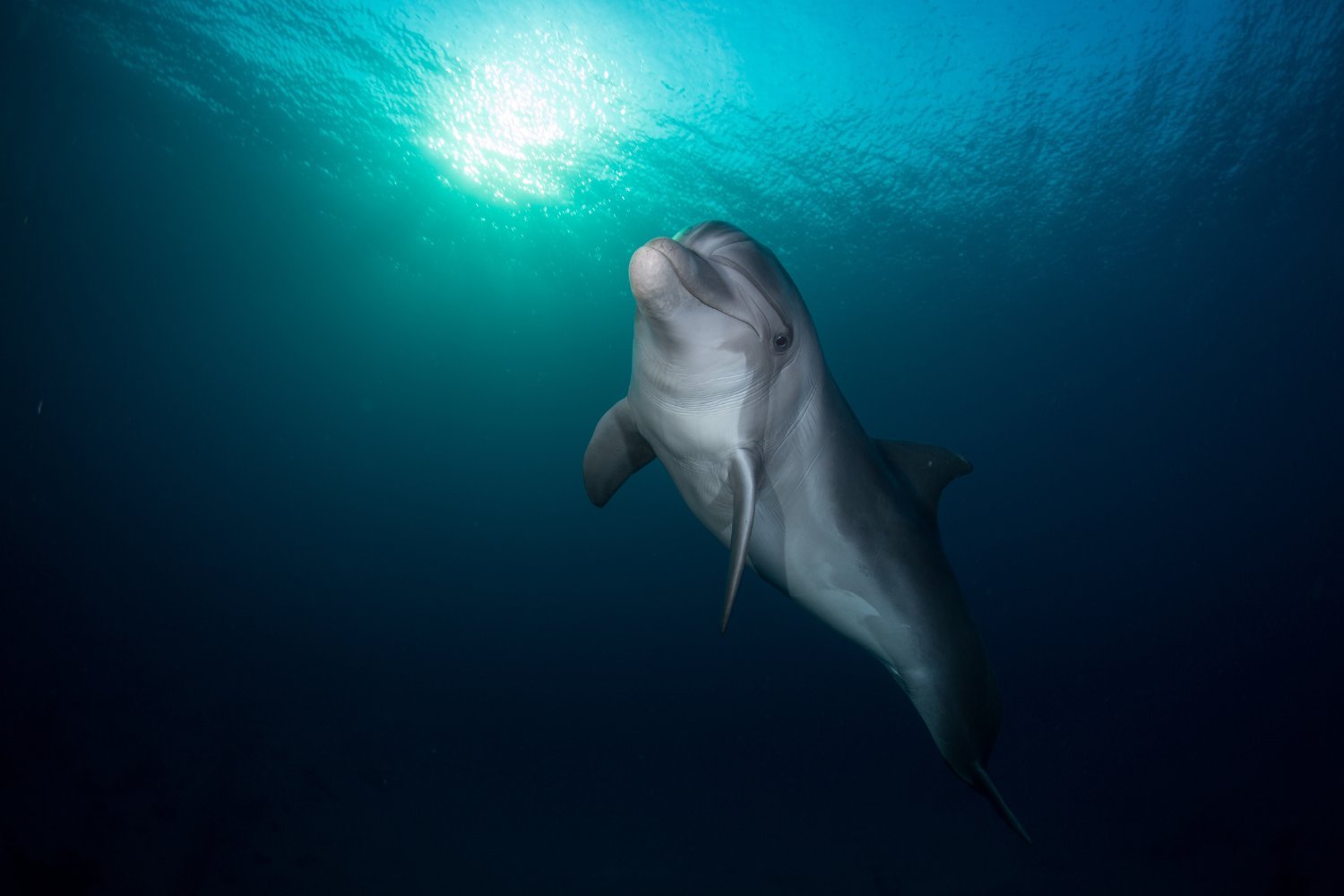 Lonely Dolphin's "Self-Talk" in the Baltic Sea Intrigues Researchers