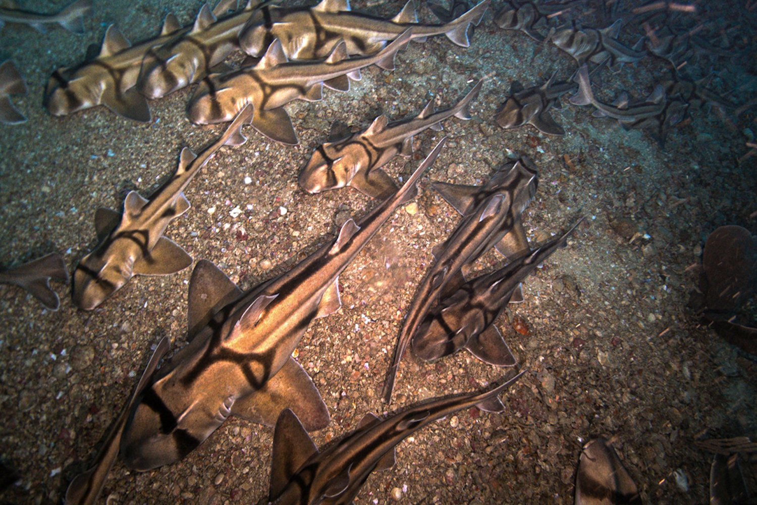 Port Jackson Sharks Gather in an All-Female "Sleepover" Off Australian Coast