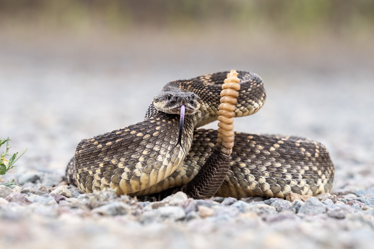 Toddler's Rattlesnake Bite Leads to $297,000 Medical Bill: Exposing the Inflated Costs of Antivenom