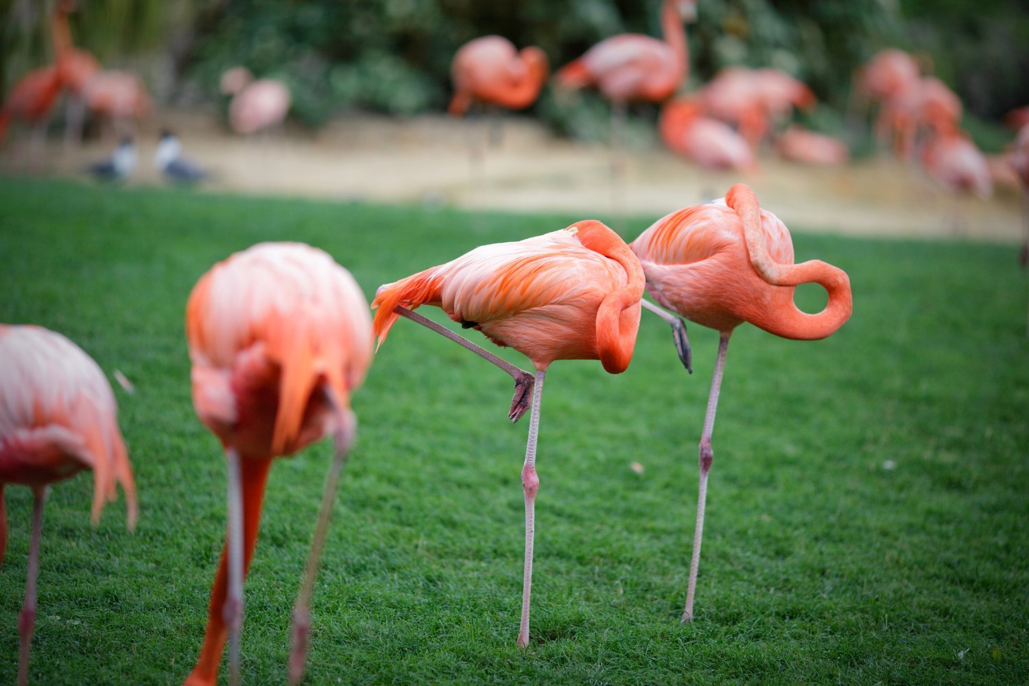 Flamingo Pose: A Simple Test of Aging and Balance