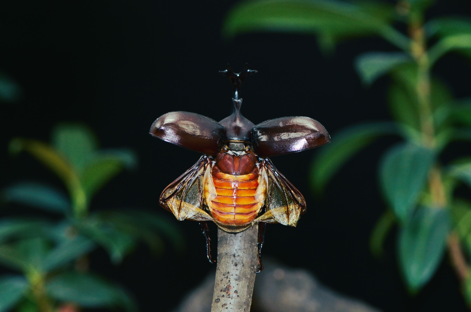 alt: Close-up of the KUBeetle microrobot preparing for flight, showcasing its rhinoceros beetle-inspired wing design.