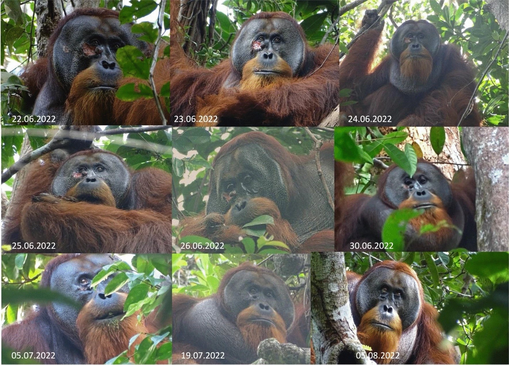 Snapshots of Rakus the orangutan before, during, and after his successful first aid treatment using Fibraurea tinctoria.