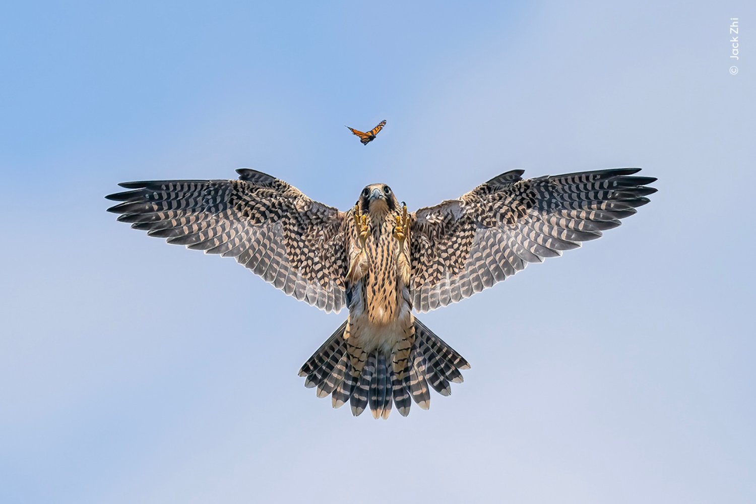 Stunning Wildlife Photography Showcases Earth's Beauty and Brutality