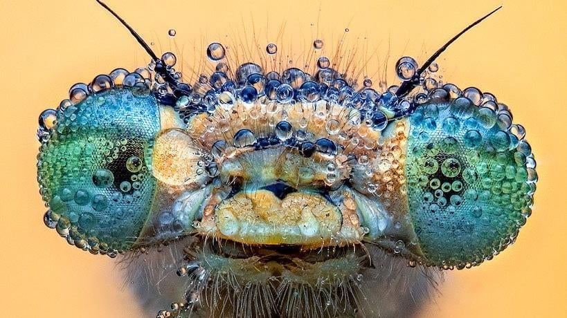 Water's Vital Role in Microscopic Life: Close-Up Photography Winners