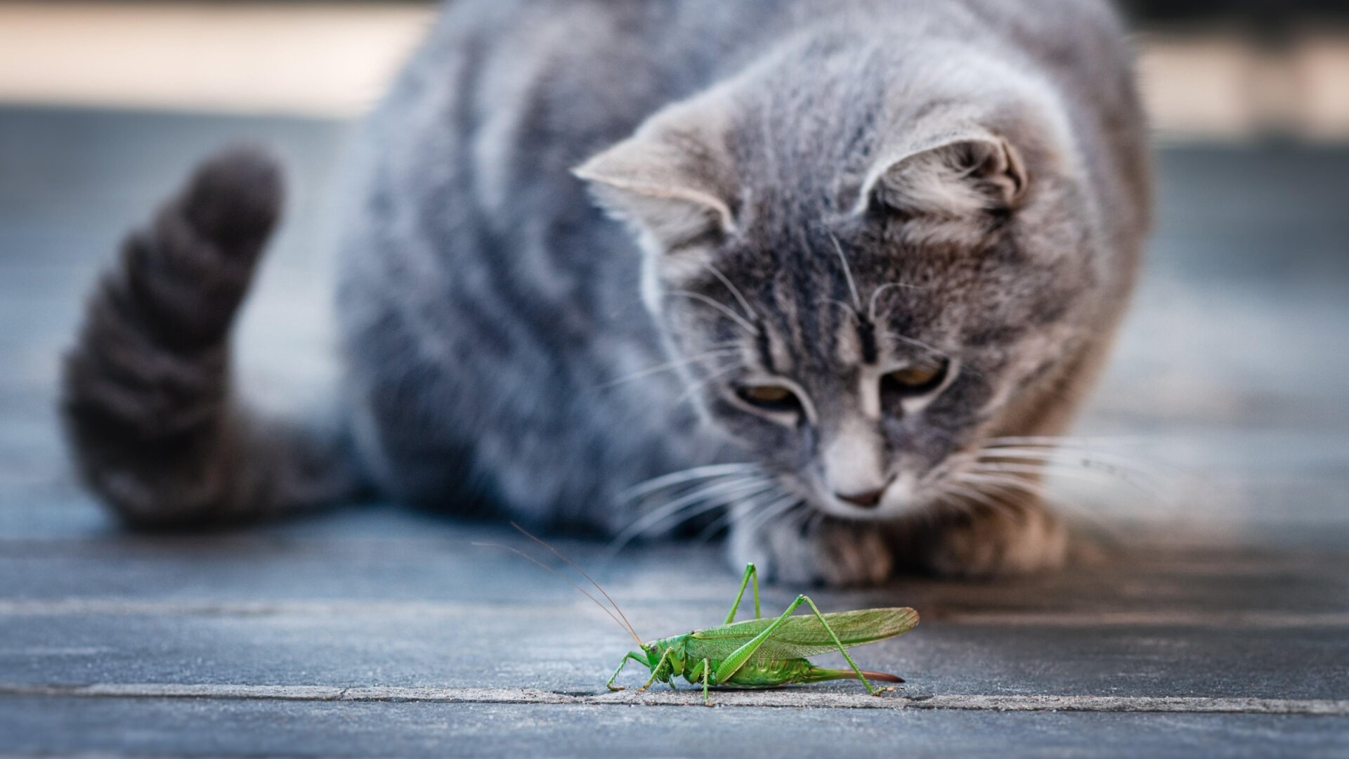 Insect-Based Cat Food: UC Davis Researchers Survey Owner Opinions