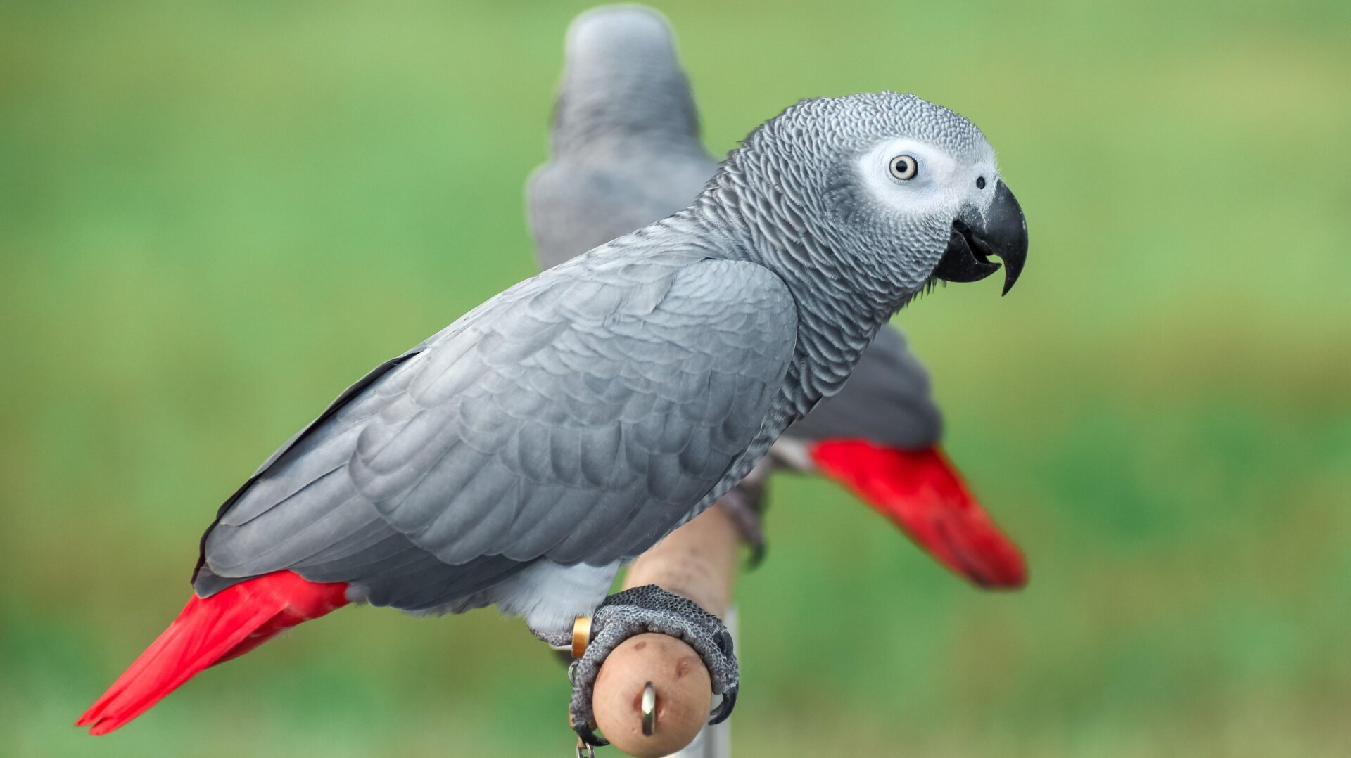 Can a Larger Flock Curb the Cursing of Potty-Mouthed Parrots?