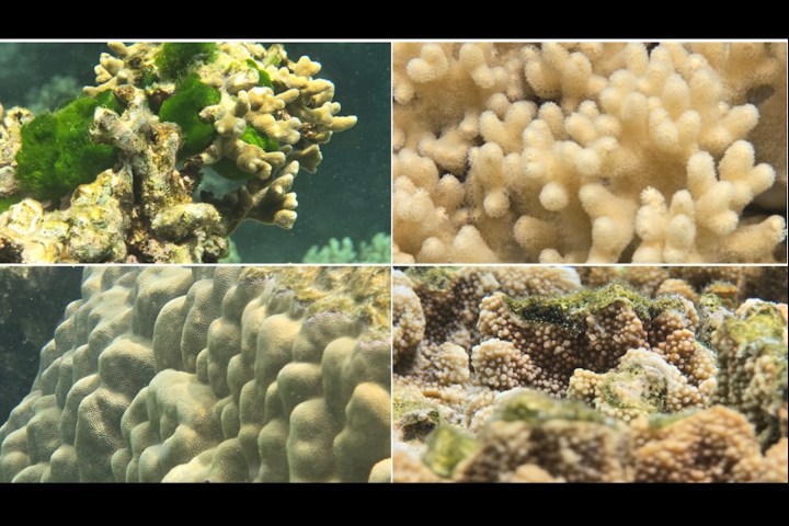 Examples of coral reef images captured using the Samsung Galaxy S24 Ultra's Ocean Mode.