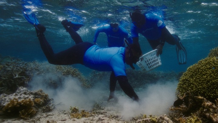 Close-up image of a coral reef taken with the Samsung Galaxy S24 Ultra's Ocean Mode.