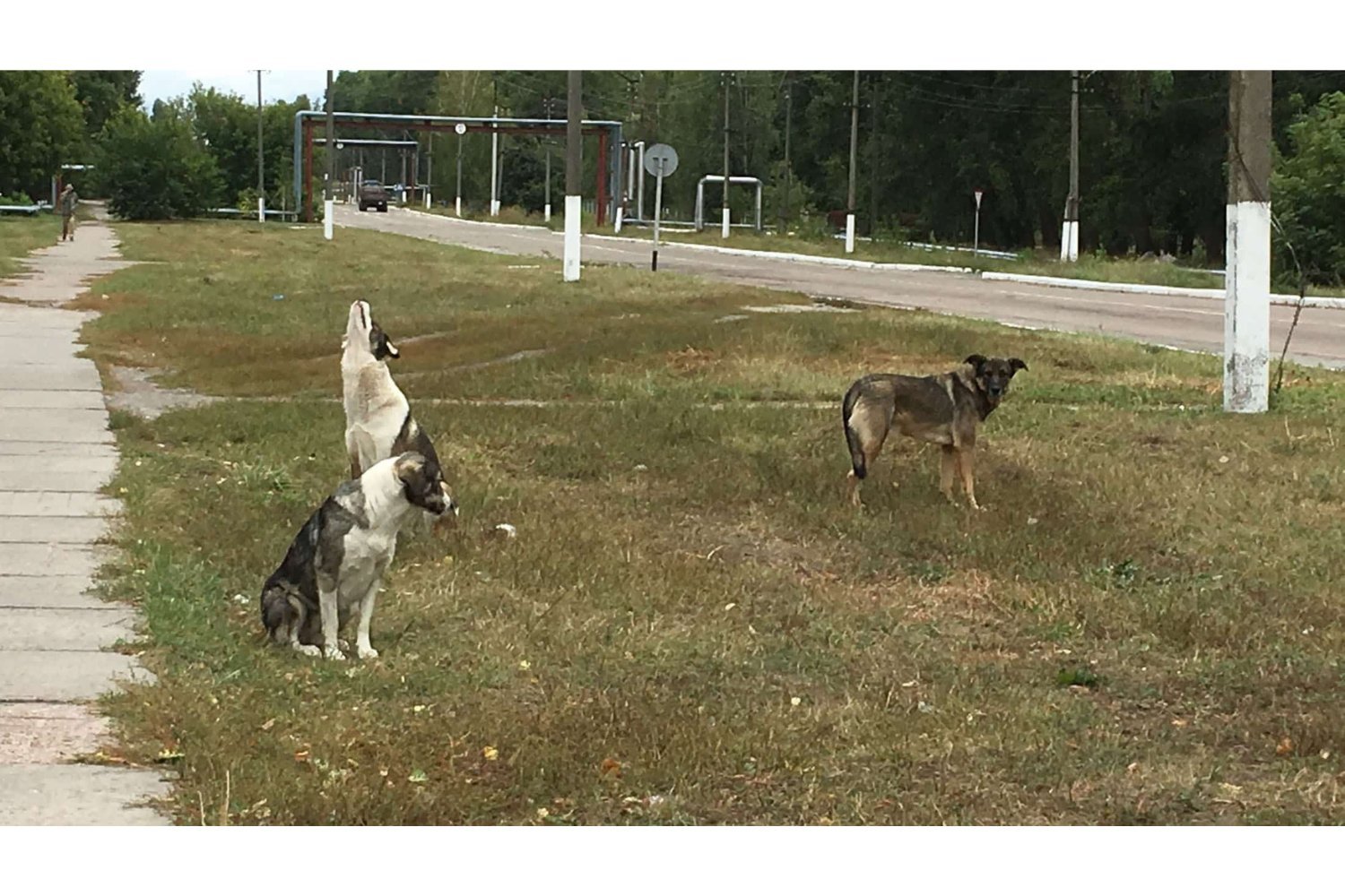 Chernobyl's Stray Dogs: Genetic Differences Not Linked to Radiation