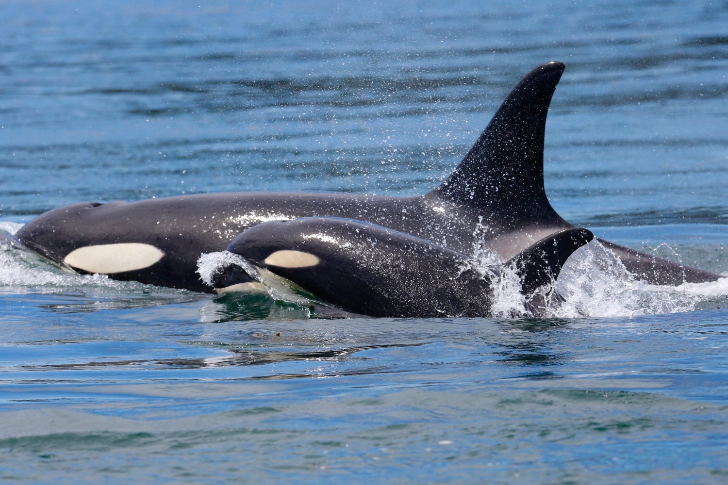 Orca Mother Mourns Loss of Calf, Highlighting Endangered Status of Southern Residents