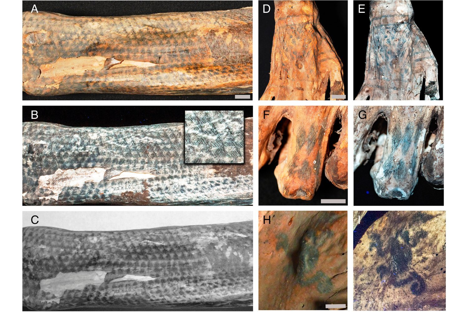 Ancient Peruvian Tattoos Revealed in Stunning Detail with Laser Technology