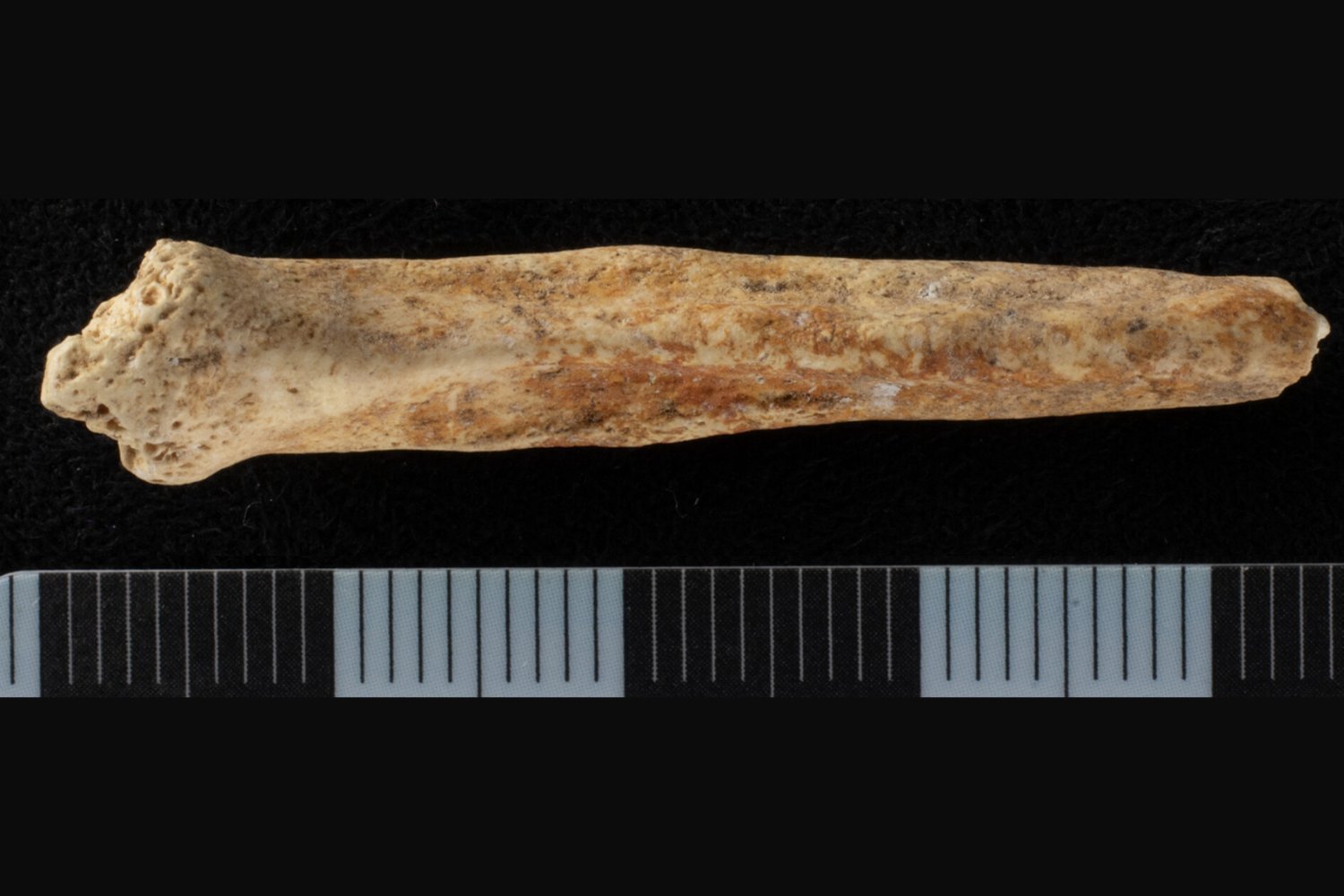 2,000-Year-Old Painted Dog Penis Bone Unearthed in Roman Britain