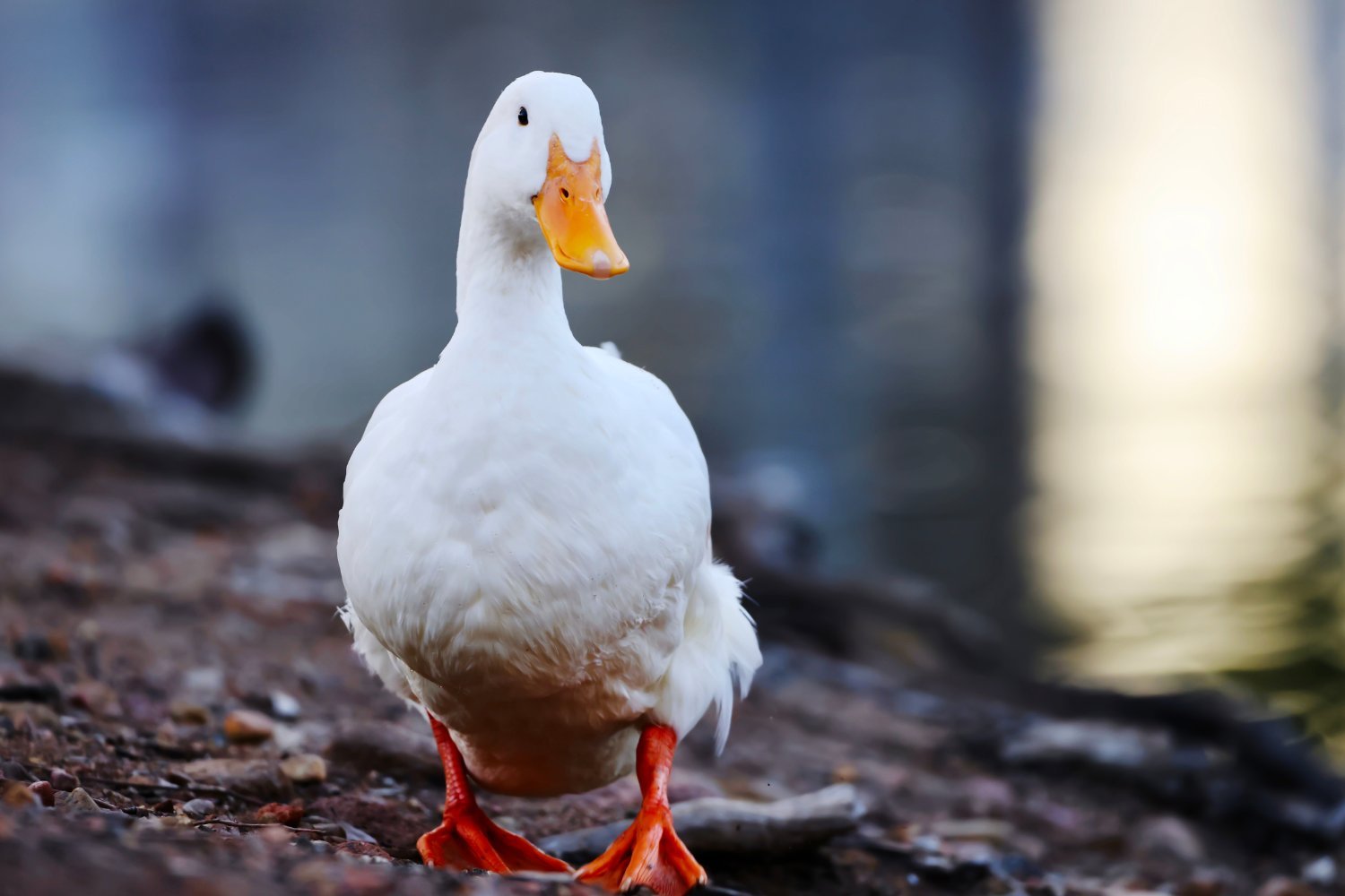 H5N9 Bird Flu Detected in US Ducks for the First Time