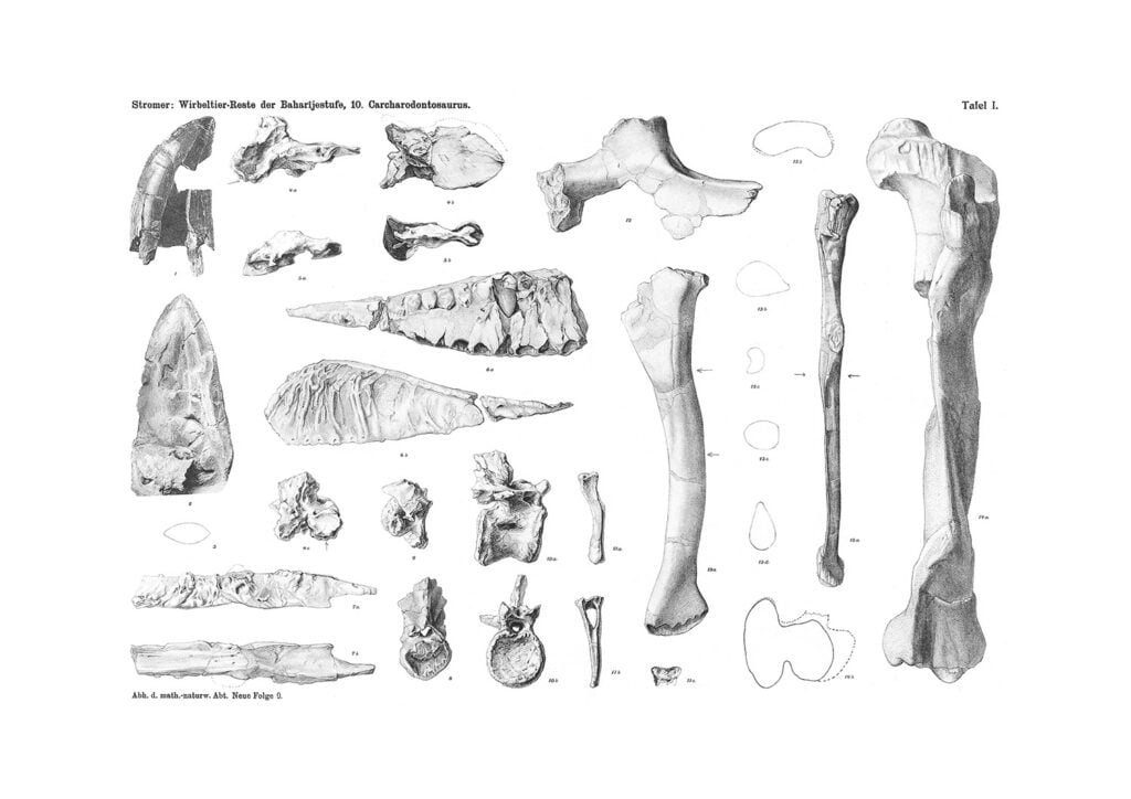 Stromer’s drawings