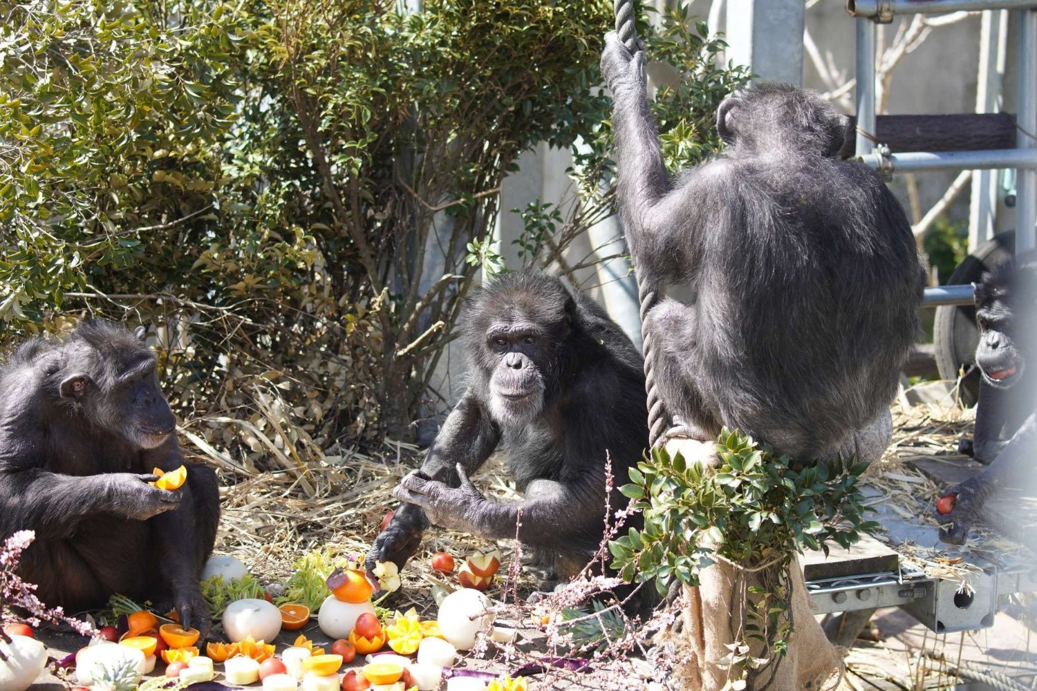 Contagious Urination: Chimpanzees Exhibit Synchronized Peeing Habits