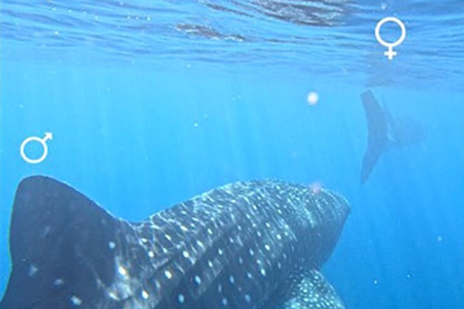 Whale Shark Courtship: Rare Footage Reveals Elusive Mating Behaviors