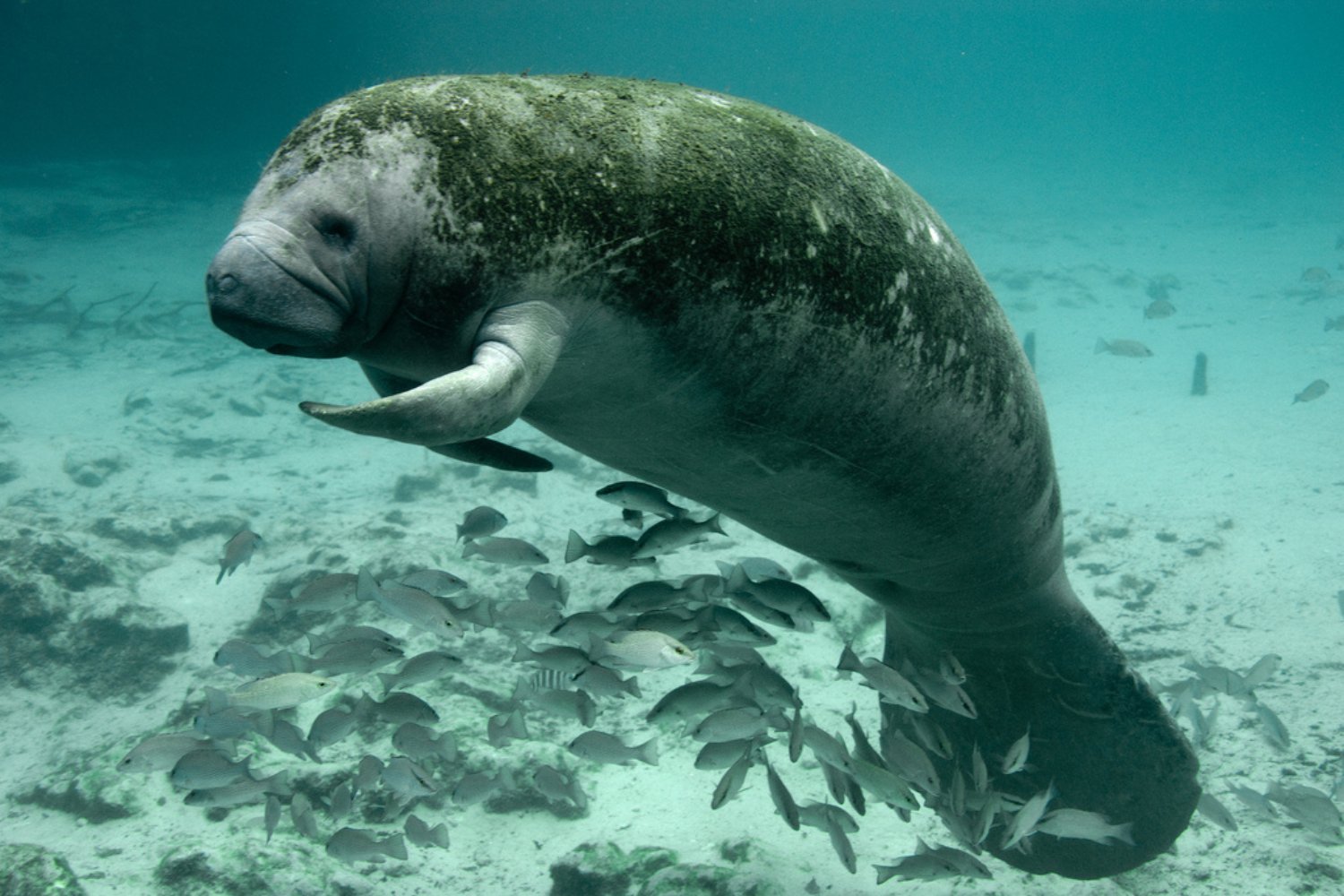 Florida Manatees Seek Warmth in Power Plant Discharge Amid Cold Snap