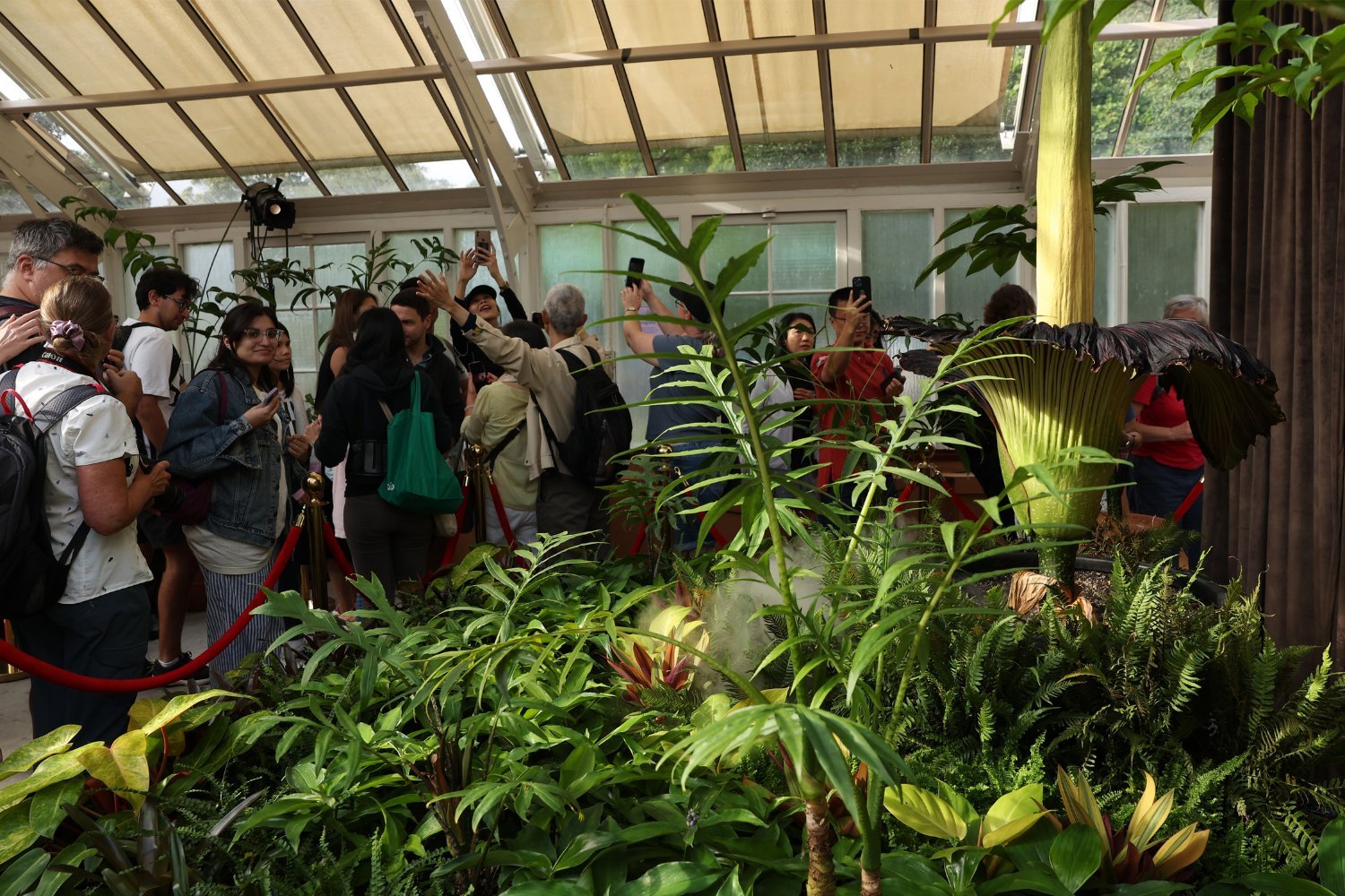 Putricia the Corpse Flower: A Rare Bloom in Sydney Captivates Thousands