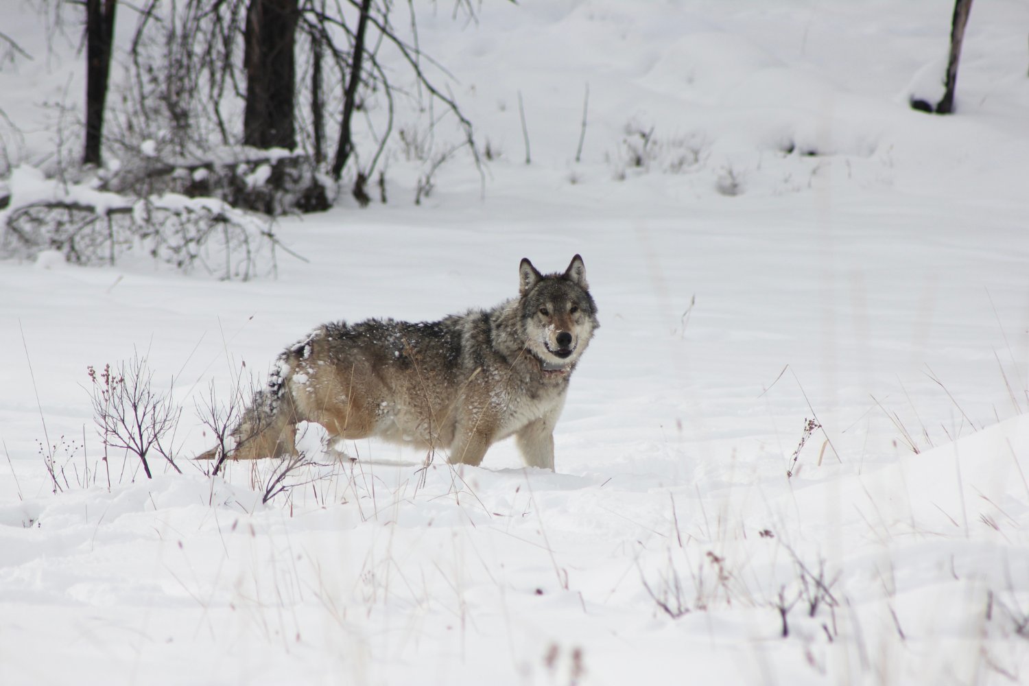 Yellowstone’s “Queen of the Wolves” Dies at 11