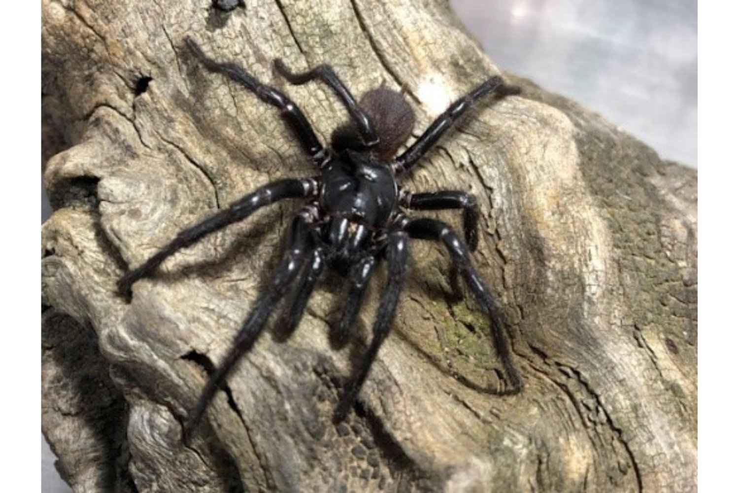 Sydney Funnel-Web Spider: Not One, But Three Deadly Species