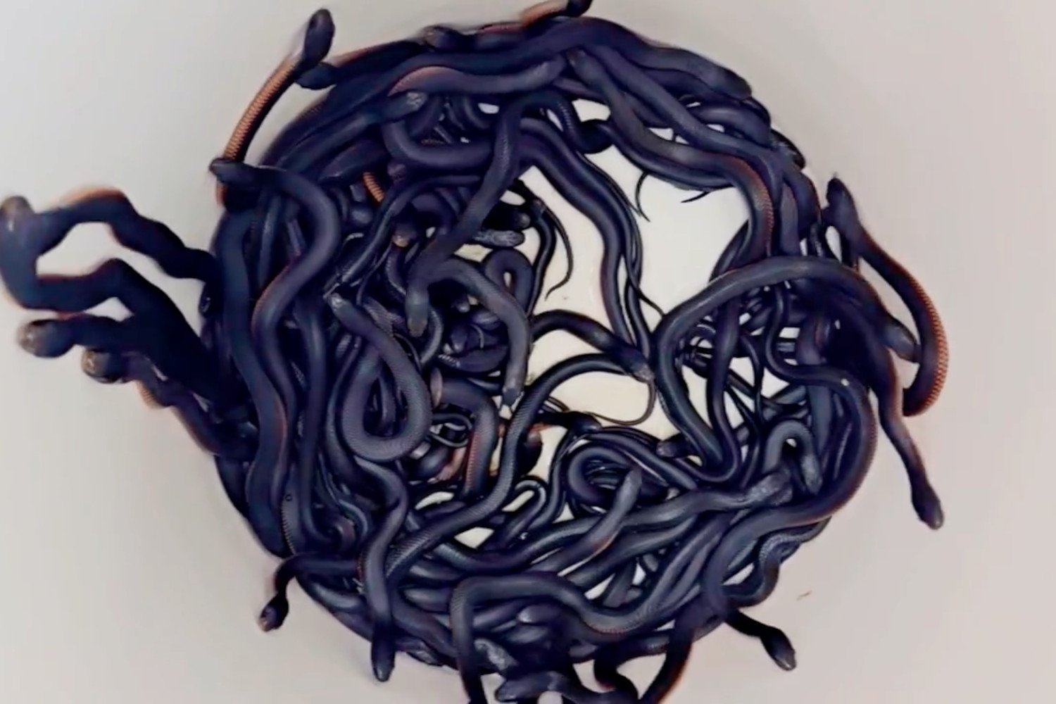 Australian Man Finds Over 100 Red-Bellied Black Snakes in His Backyard