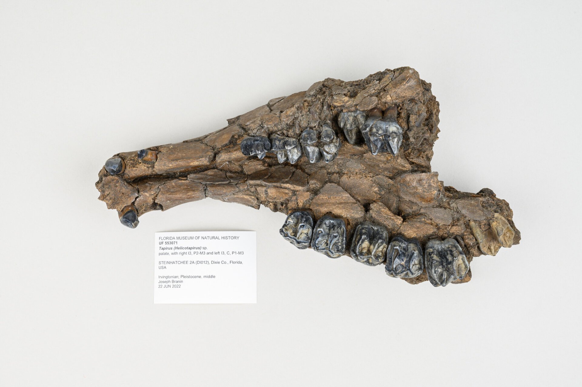 Fossil Hunters in Steinhatchee River