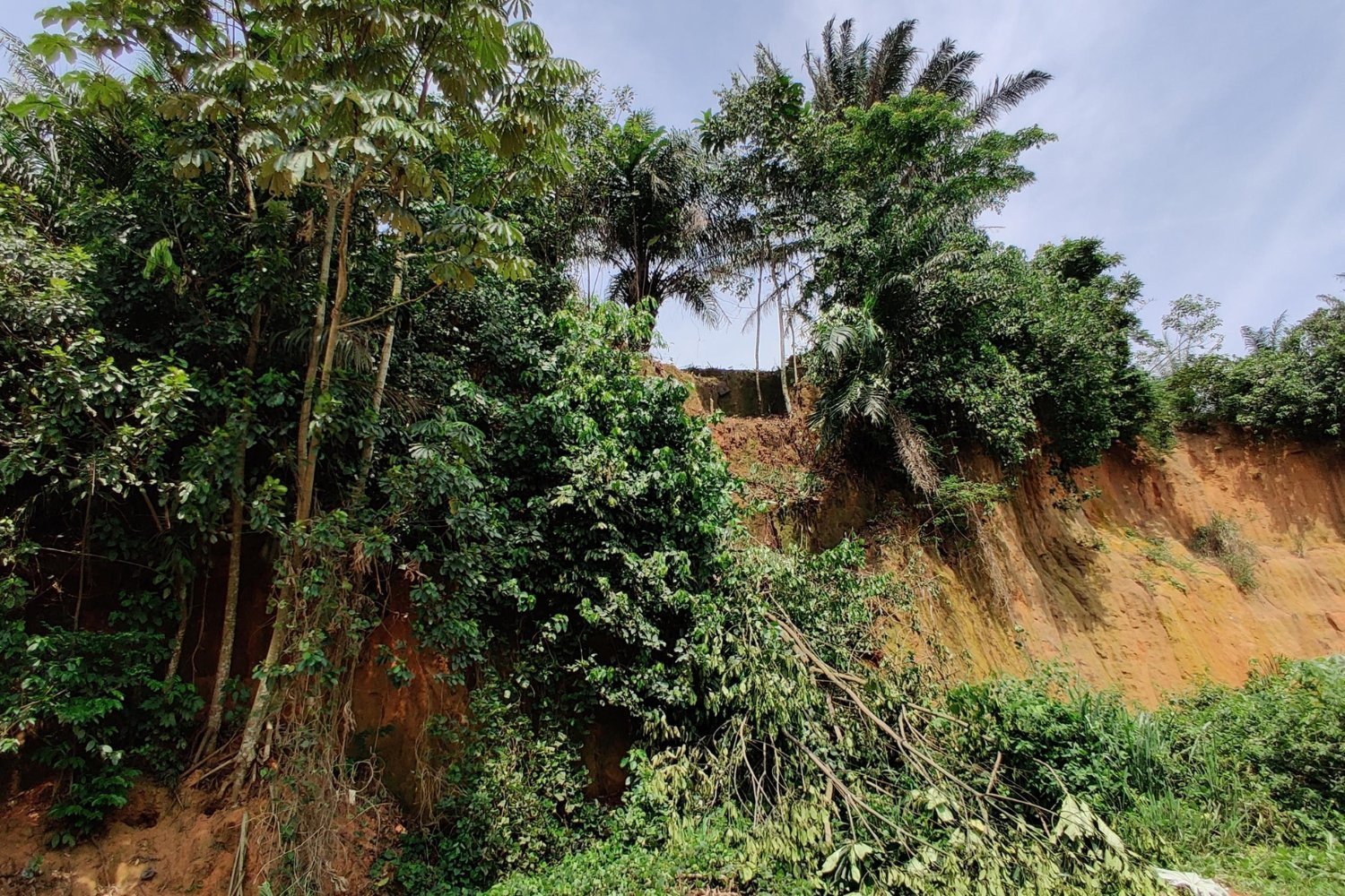 Early Humans Inhabited Rainforests Much Earlier Than Thought