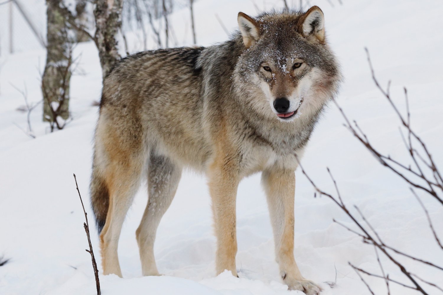 The Self-Domestication of Wolves: A New Look at an Old Theory