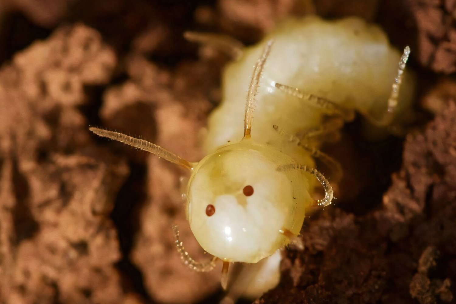 Fly Larva's Clever Termite Camouflage: A Butt Shaped Like a Head