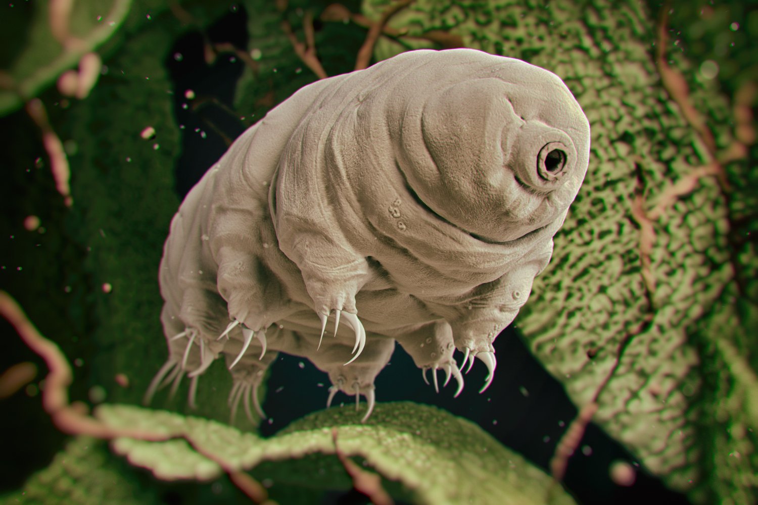 Tardigrade Protein Shows Promise in Protecting Healthy Cells During Radiation Therapy