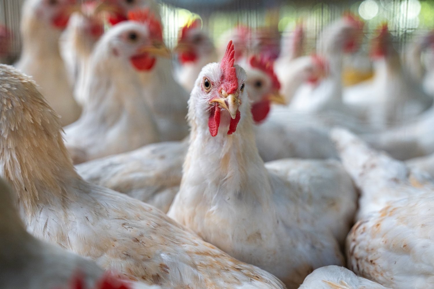 H7N9 Bird Flu Detected in Mississippi Poultry Farm