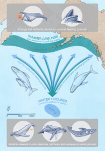 Diagram Whale Conveyor Belt Credit A. Boersma &amp; Nature Communications