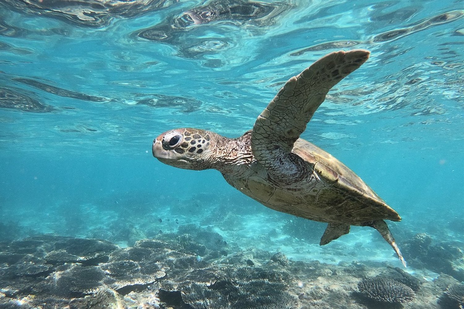 Global Sea Turtle Populations Show Signs of Recovery