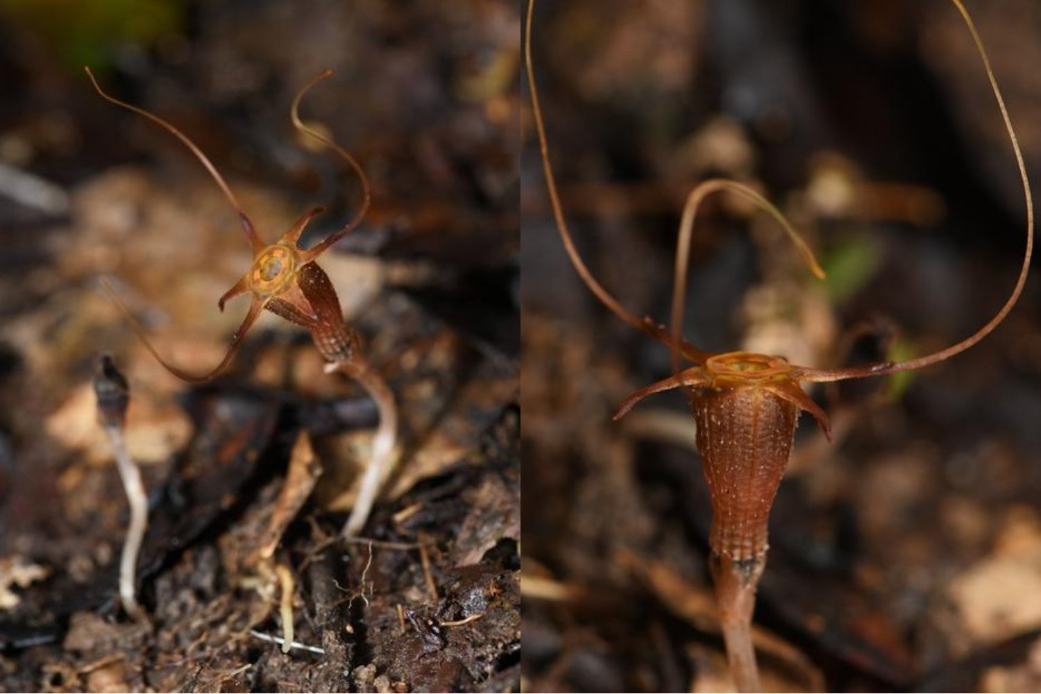 New Fairy Lantern Flower Species Discovered in Malaysia