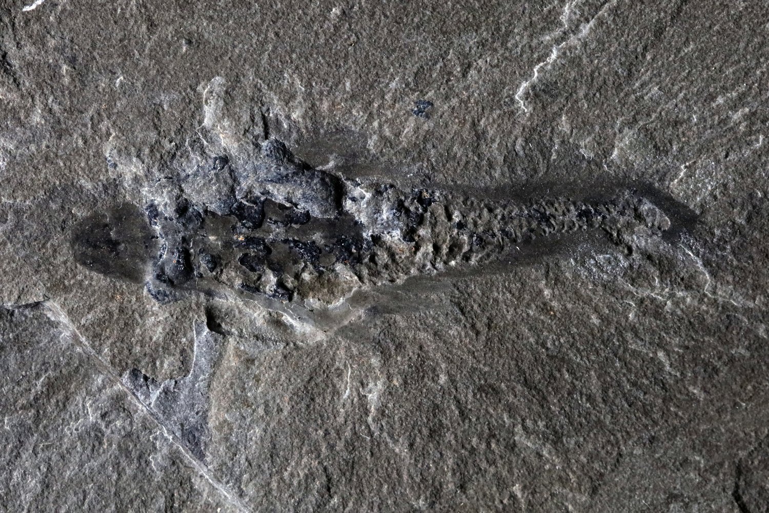 Unveiling Mosura fentoni: A Bizarre New Radiodont from the Cambrian Period