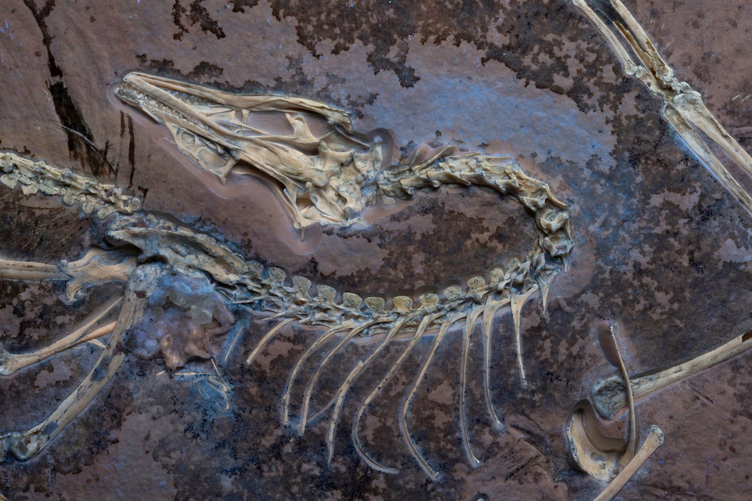 Archaeopteryx Fossil Reveals New Insights into Dinosaur-Bird Evolution