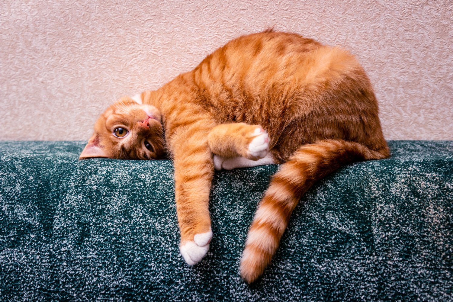 Unraveling the Mystery of Ginger Cats: A Genetic Deep Dive