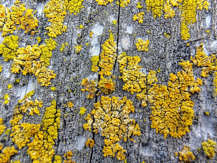 Close-up macro shot of wood grain on a fence, captured by the Moto G Stylus 2025